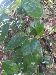 Boquila trifoliolata