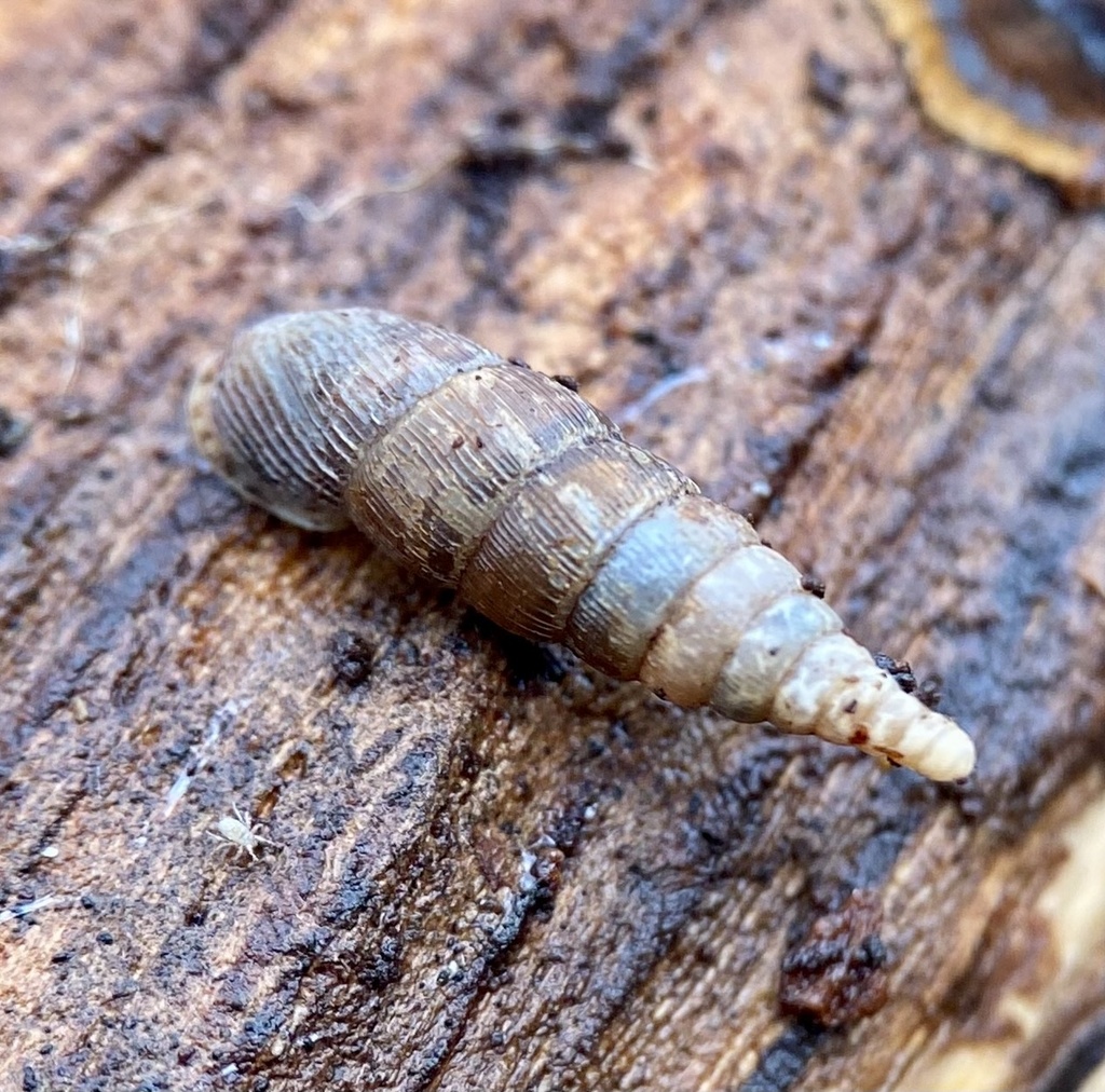 Two lipped door snail from Geo-Naturpark Bergstraße-Odenwald ...