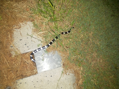 Eastern Bandy Bandy sighting