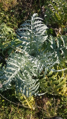 Foto de Alcachofra
