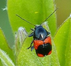 Cryptocephalus notatus