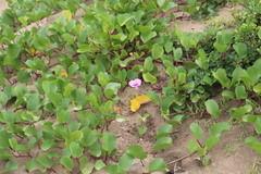 Ipomoea pes-caprae brasiliensis