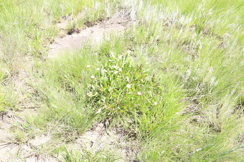 Image of Helichrysum herbaceum by (c) Suvarna Parbhoo Mohan, some rights reserved (CC BY-SA)