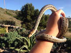 Pituophis catenifer annectens