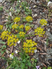 Leiotulus aureus