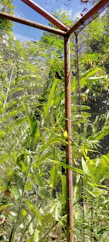 Tanaecia leucotaenia