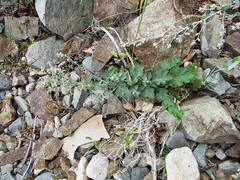 Artemisia saitoana