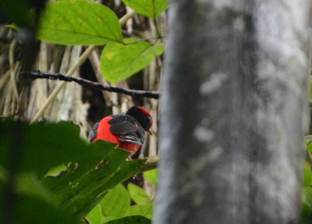 Red Cotingas