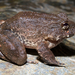 Rusty Robber Frog - Photo (c) Brian Gratwicke, some rights reserved (CC BY)