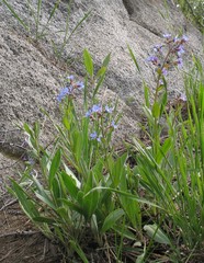 Hackelia velutina