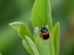 Cryptocephalus notatus