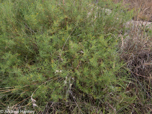 Gold Pixiepea (Melolobium subspicatum)