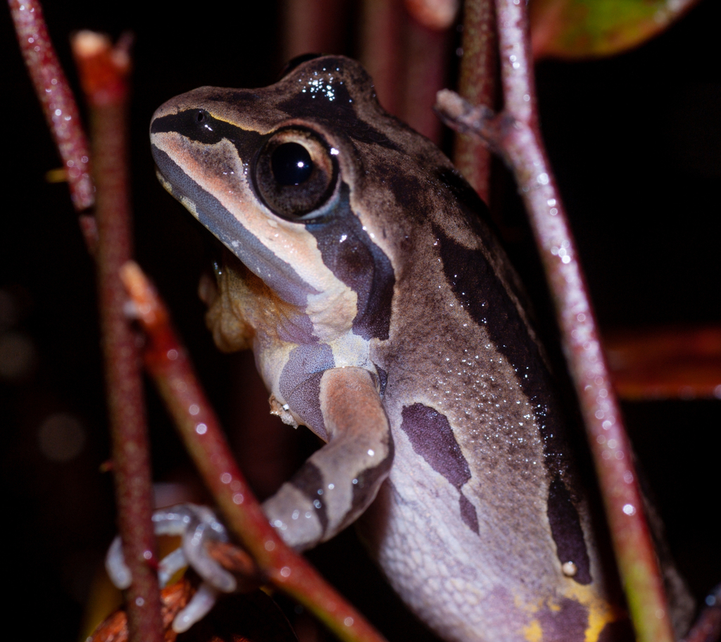 Ornate Chorus Frog In January 2024 By Wayne Fidler INaturalist   Large 