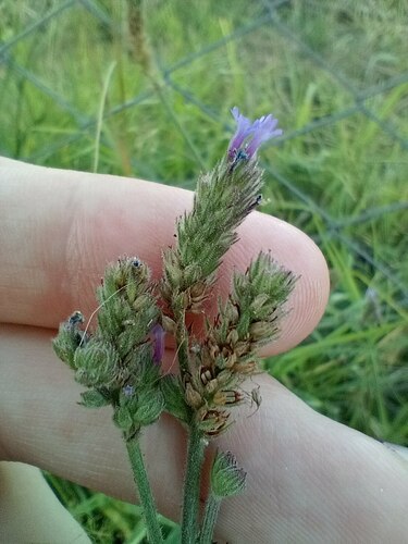 Seashore vervain (Verbena litoralis)