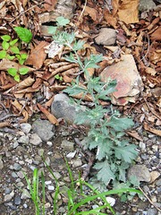 Artemisia saitoana