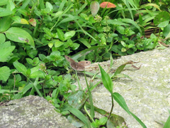 Ypthima multistriata