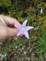 Campanula spatulata
