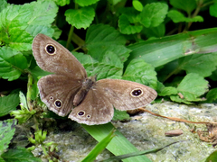 Ypthima multistriata