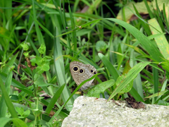 Ypthima multistriata