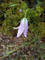 Campanula spatulata