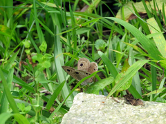 Ypthima multistriata