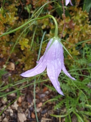 Campanula spatulata