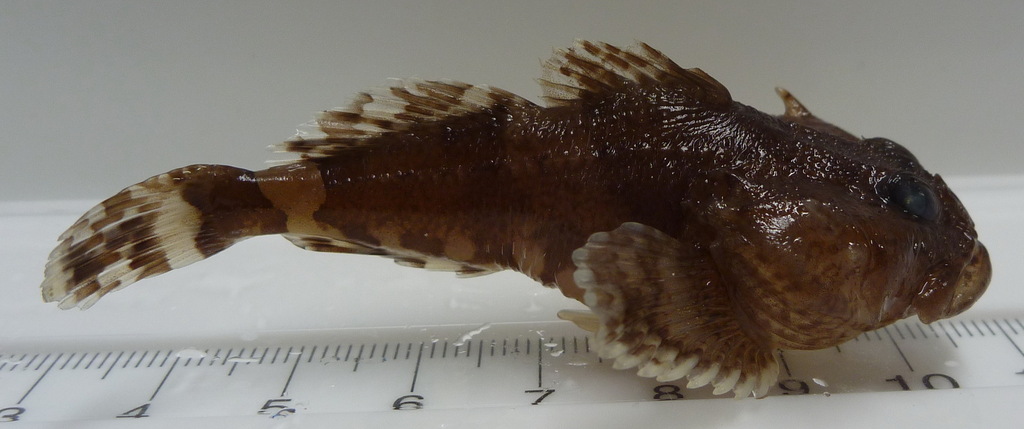 Arctic Sculpin