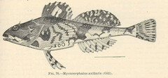 Arctic Sculpin photo 2