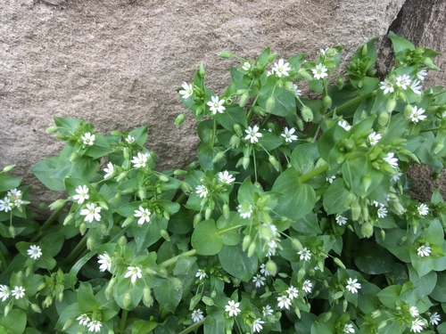 hviezdica prostredná (Stellaria media)