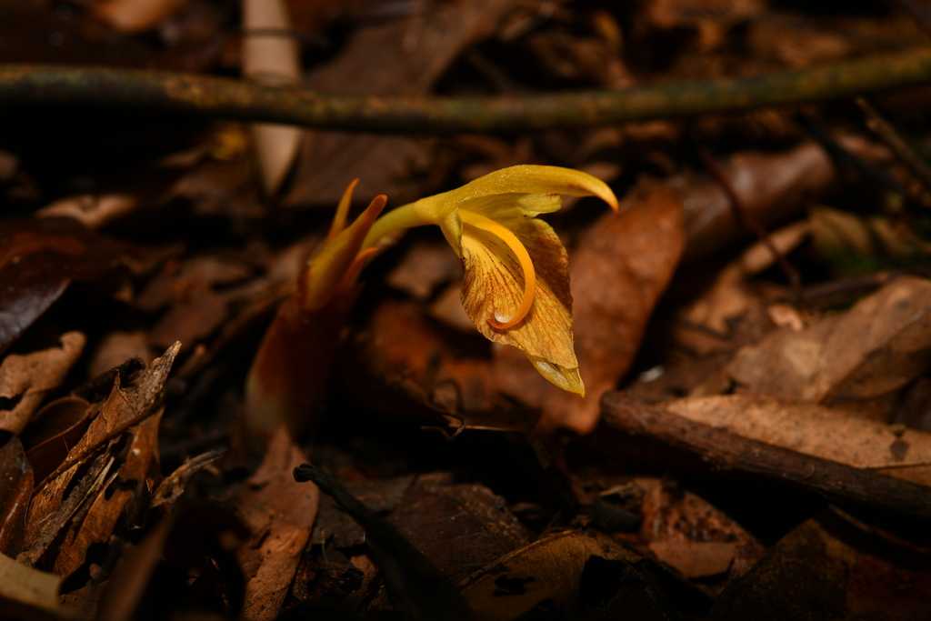 Zingiber smilesianum (Zingiber smilesianum)