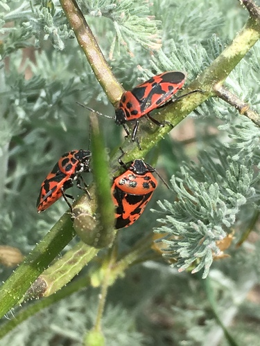 bzdocha ozdobná (Eurydema ornata)