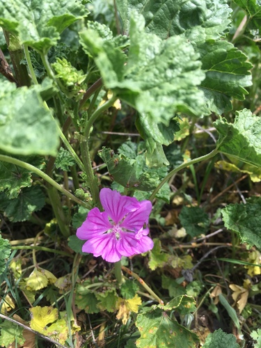 Crni sljez (Malva sylvestris)