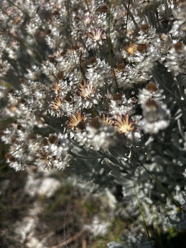 Syncarpha argyropsis, photograph 6