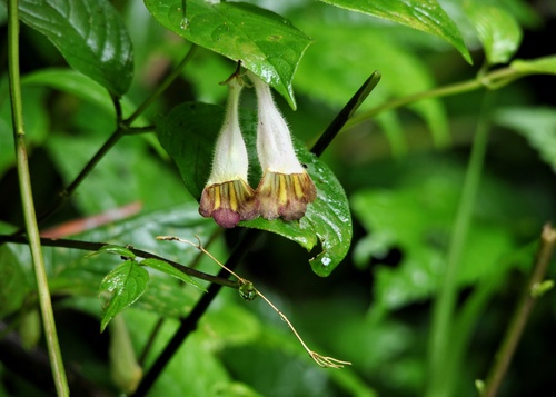 Raphiocarpus maguanensis