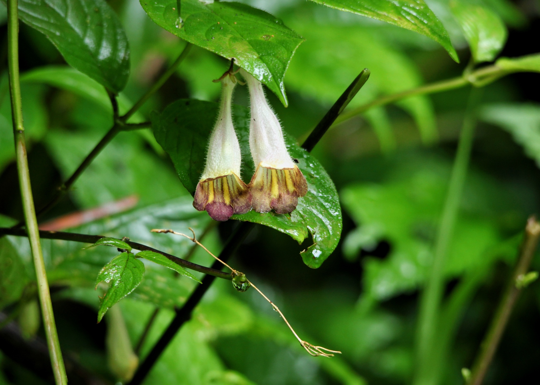 Raphiocarpus maguanensis