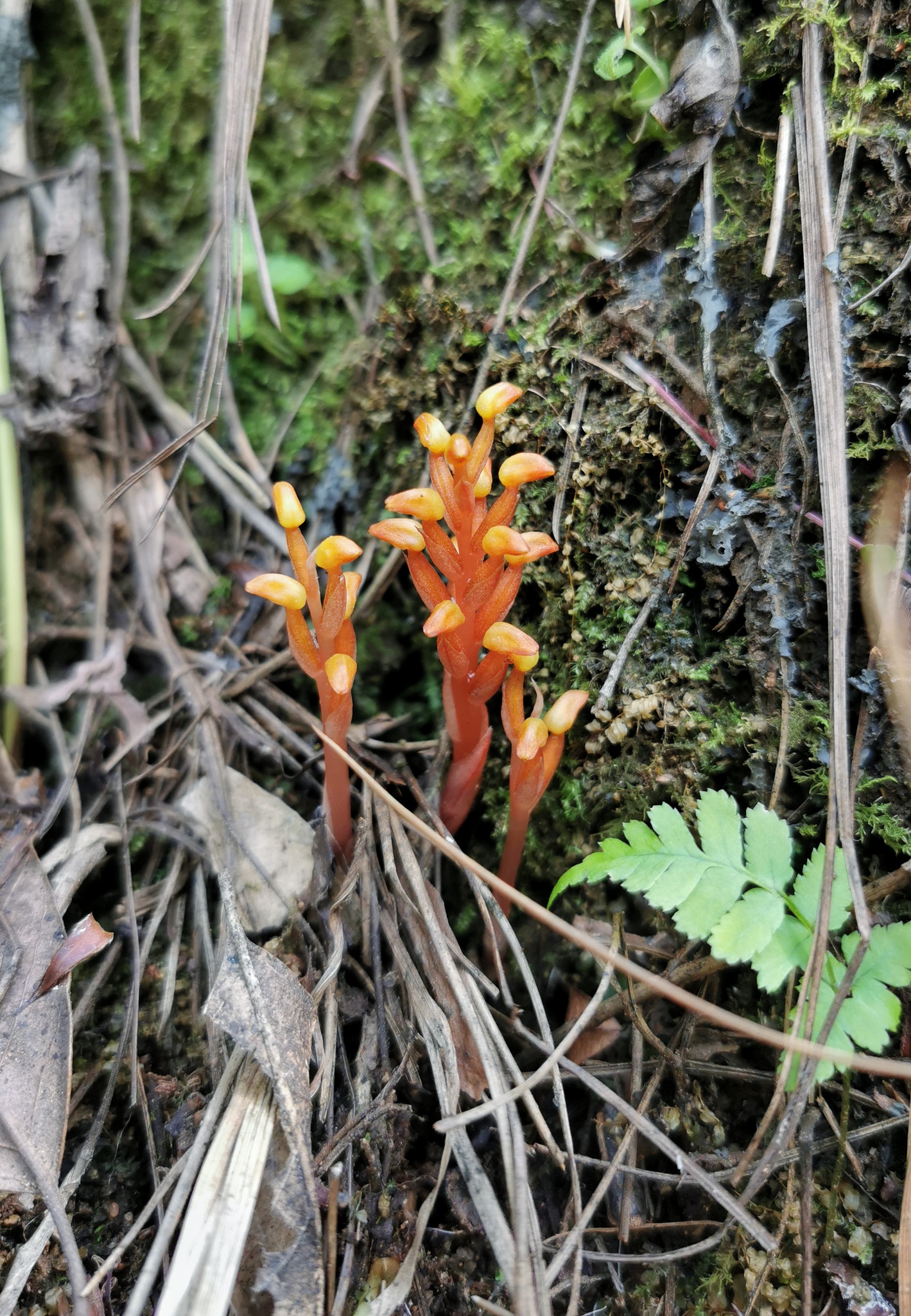 Chamaegastrodia