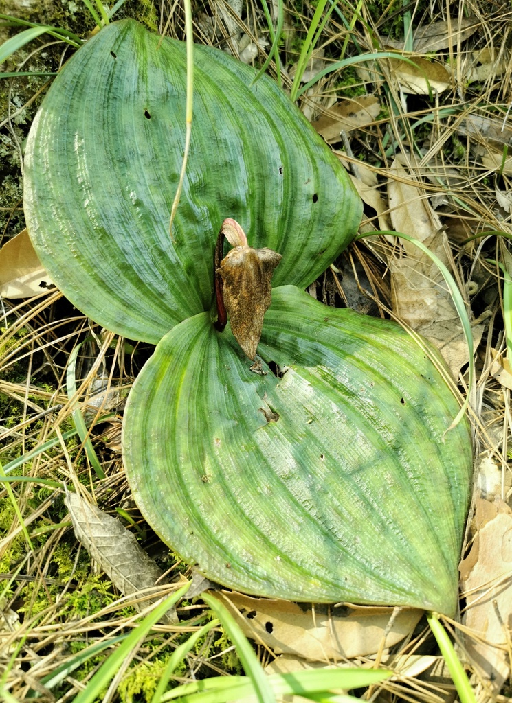 Cypripedium lichiangense S.C.Chen & P.J.Cribb 2