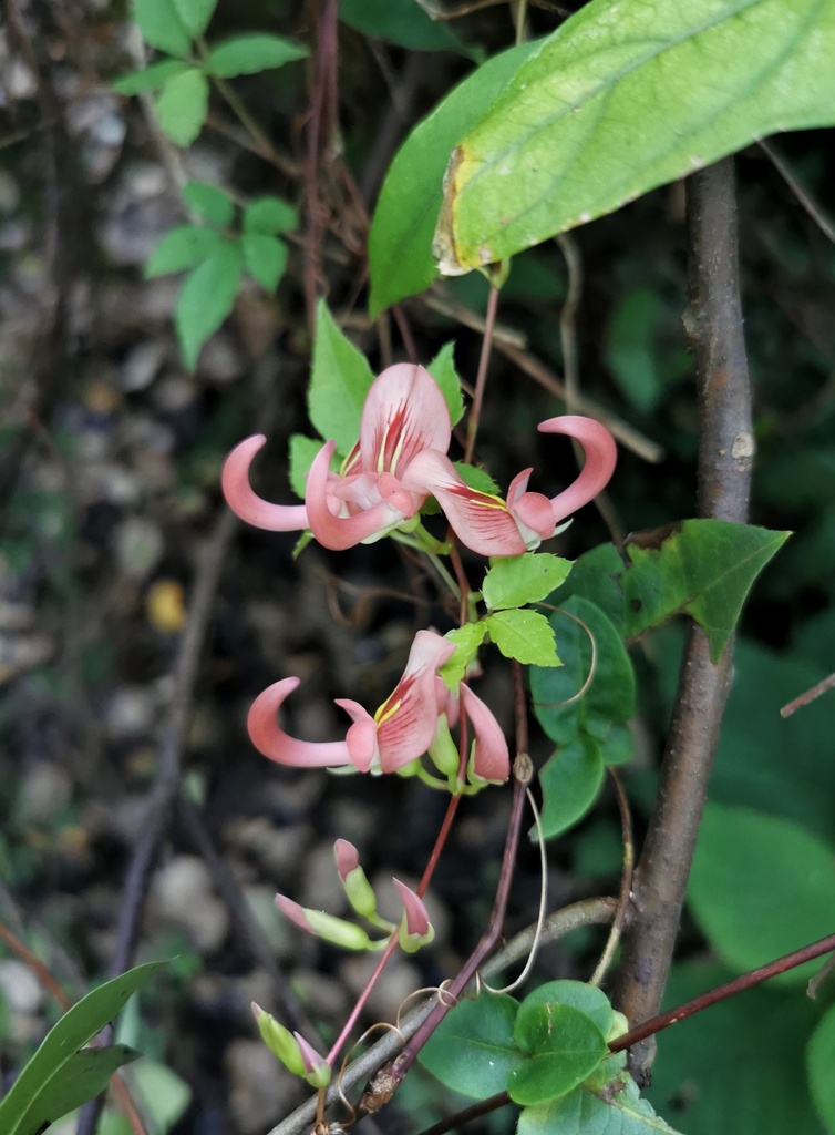 Apios carnea (Apios carnea)