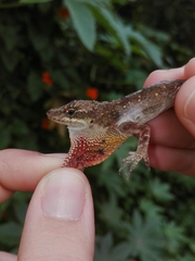 Anolis mariarum