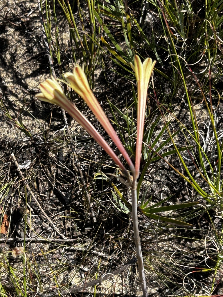 Cyrtanthus ochroleucus, Western Cape, ZA