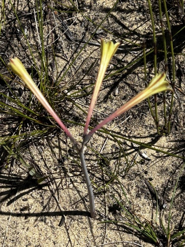 Cyrtanthus ochroleucus