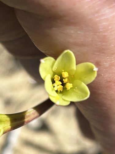 Cyrtanthus ochroleucus