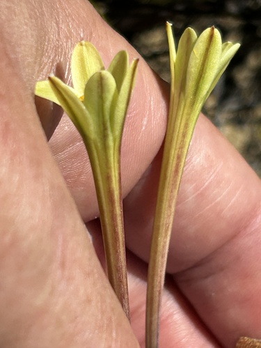Cyrtanthus ochroleucus