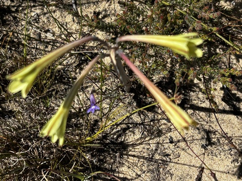 Cyrtanthus ochroleucus