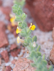 Sokotran Lindenbergia (Lindenbergia sokotrana)