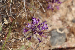 Allium fimbriatum