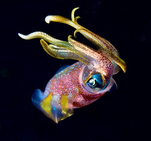 Caribbean reef squid