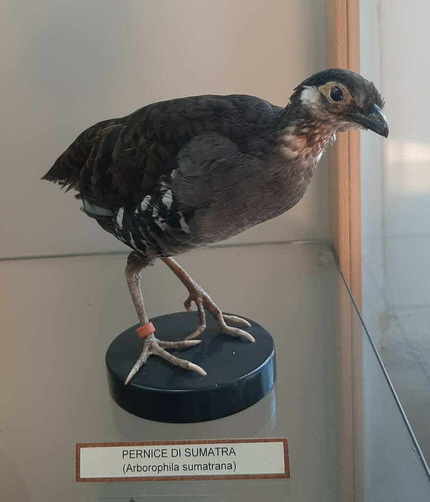 Sumatran Partridge photo