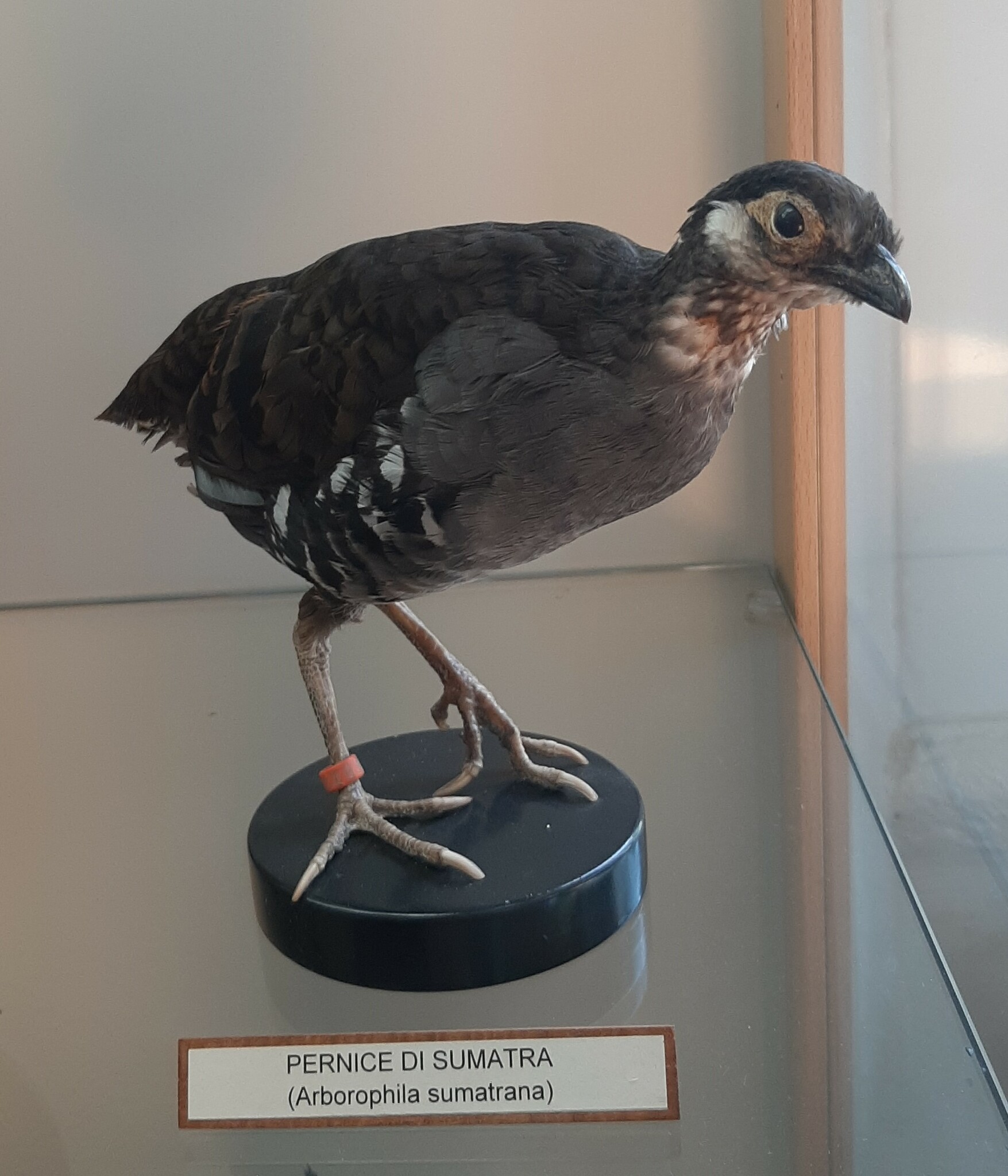 Sumatran Partridge illustration