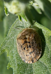 Cassida nebulosa